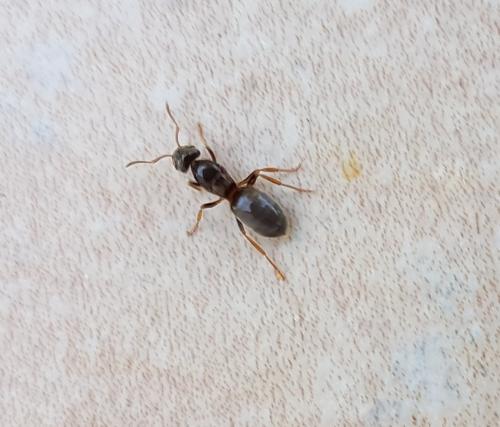 Réf. 214 060 : Lasius sp.